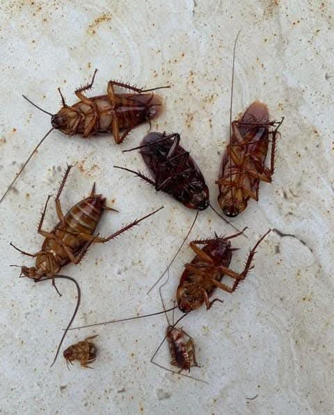 Cockroaches eliminated after Badom fumigation treatment in Nairobi